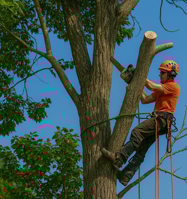 Climber up in a tree cutting a branch