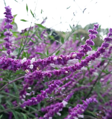 jardines sensoriales