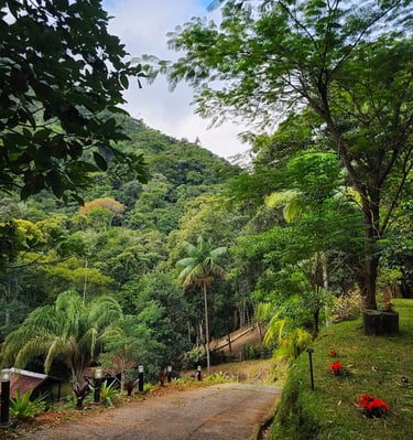 a dirt road with a path leading to a lush green hillside