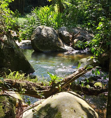a stream running through a lush green forest