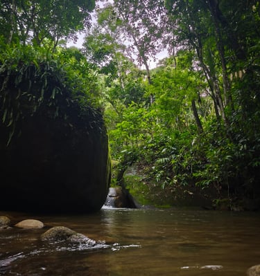rio na mata atlantica
