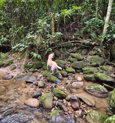 cachorro na natureza