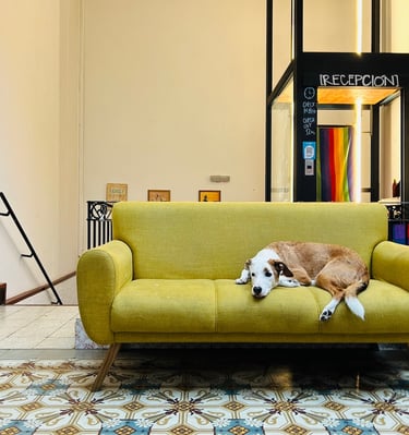 Hostel petfriendly en MONTEVIDEO