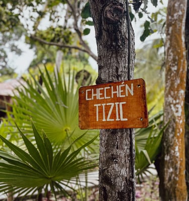 Arbol Chechén de Quintana Roo