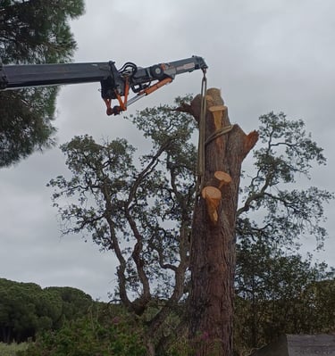 Abattage par démontage d'un pin avec grue
