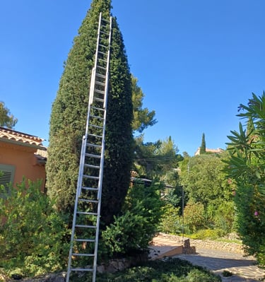 Taille cyprès