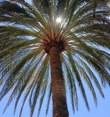 Taille palmier et nettoyage stipe