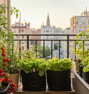 Balcony vegetable garden with tomatoes and lettuce