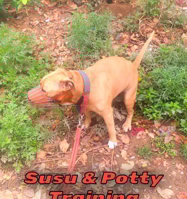 Potty & peet dog training in gurgaon at gurgaondogtraining.in