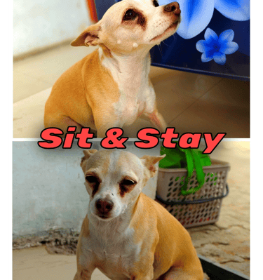 Sit & Stay dog training in gurgaon at gurgaondogtraining.in