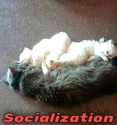 Socialization dog training in gurgaon at gurgaondogtraining.in