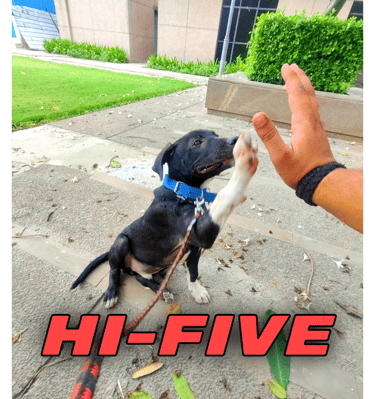 Hi-five dog training in gurgaon by gurgaondogtraining.in