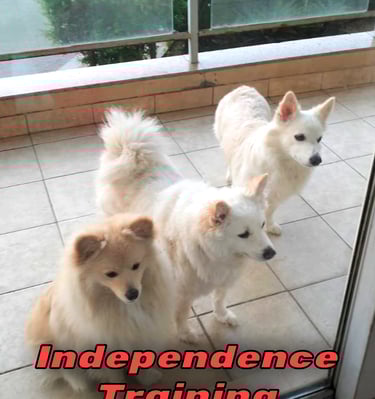 Independence dog training in gurgaon at gurgaondogtraining.in