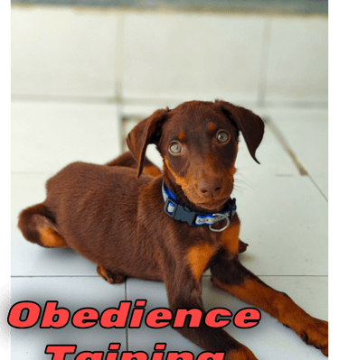 obedience dog training in gurgaon by gurgaondogtraining.in