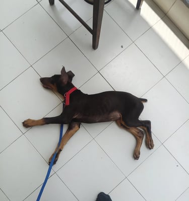 Sleep or playdead dog training in gurgaon at gurgaondogtraining.in