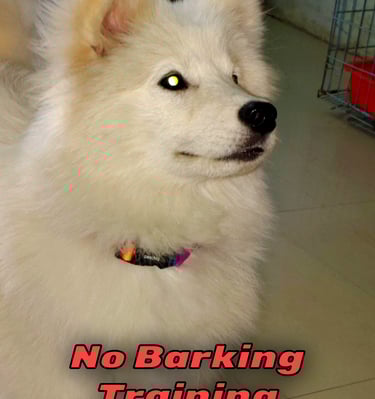 Excessive Barking fix no barking fix behavioural correction dog training in gurgaon at gurgaondogtra
