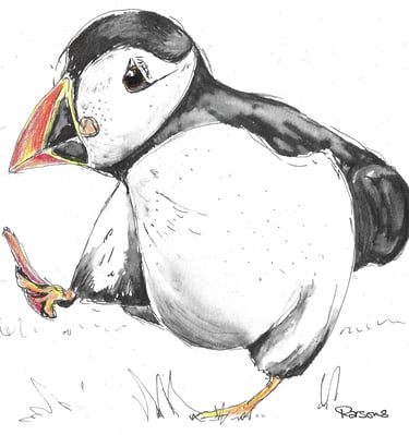 a hand drawn puffin bird
