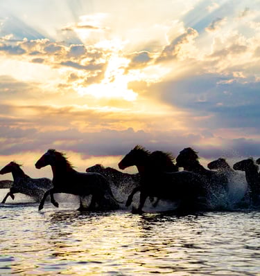 Silhouette of wild horses galloping through ocean water during a dramatic golden sunset.