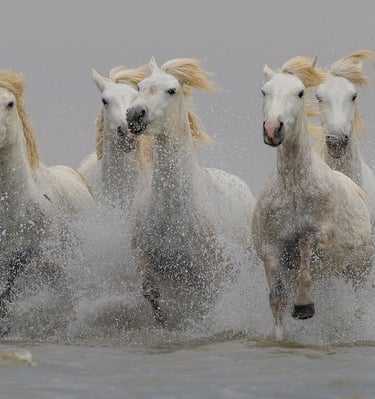 A herd of majestic white Camargue horses galloping through ocean water with dramatic sea spray.