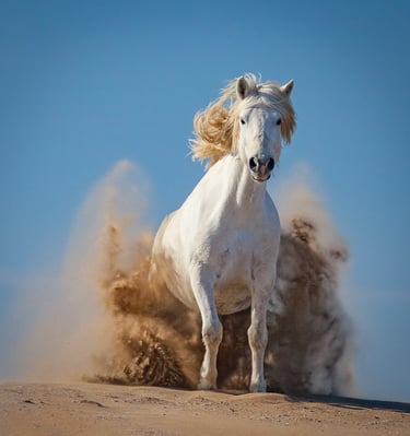 A wild white Camargue horse galloping through sand dunes, kicking up dust against a blue sky.