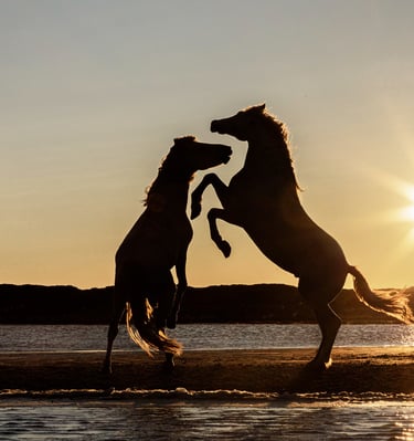 Silhouette of two wild horses rearing up and fighting on a beach at sunset by the water.
