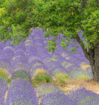 Vibrant purple lavender field in Provence with a green leafy tree and yellow wildflowers.