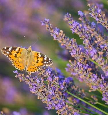Painted lady butterfly with orange and black wings resting on purple lavender flowers in a field.