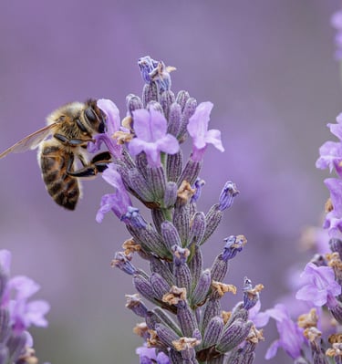 Honey bee collecting nectar from a blooming purple lavender flower in a summer field.