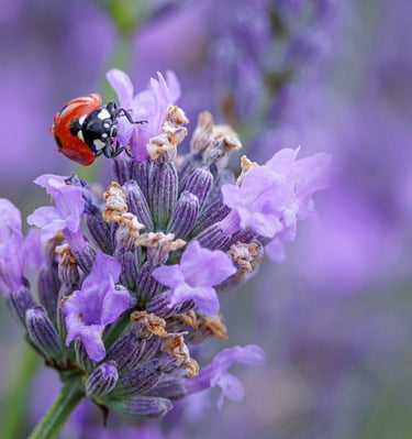 A red ladybug with black spots crawls on a blooming purple lavender flower in a garden.