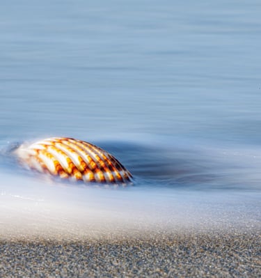 A striped sea shell on a sandy beach with long exposure ocean waves washing over it.