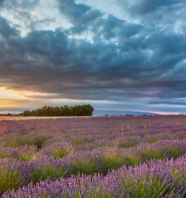 Sunset over a blooming purple lavender field in Provence with a small white stone cottage.
