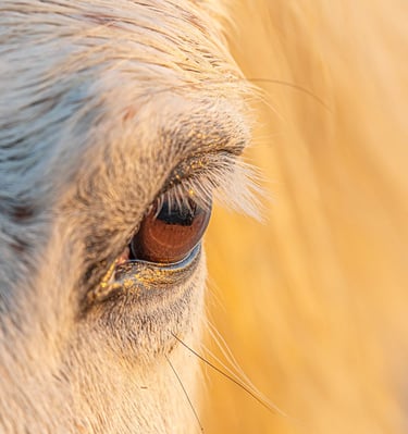 Extreme close-up of a white horse eye reflecting golden sunlight during sunset.