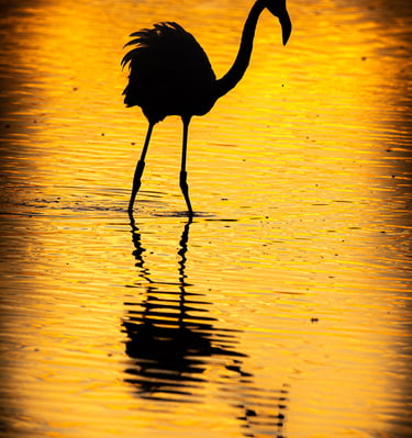 Silhouette of a flamingo wading in water during a golden sunset with a clear reflection.