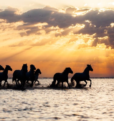Silhouette of wild horses galloping through ocean water at sunset with golden sunbeams.