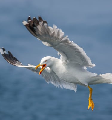 A yellow legged seagull with spread wings flying and squawking over the blue ocean water.