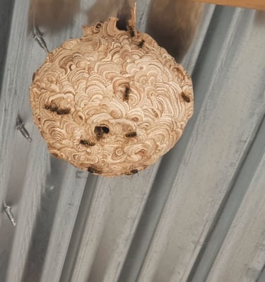 wasp nest hanging from shed