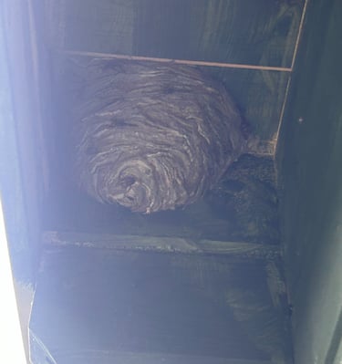 wasps nest hanging from a shed eave
