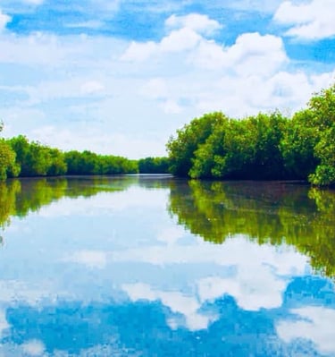 Image de Mangroves de Fort Dauphin Fort liberté Haïti