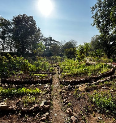 A vegetable garden under permaculture mandala shape in Kathiwada, madhya pradesh