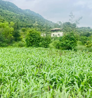 Organic crop area with food forest in Permaculture farm in Udaipur, Rajasthan
