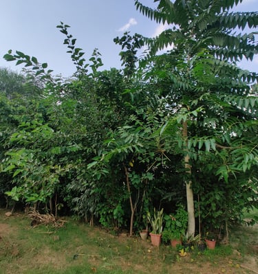 Miyawaki forest in Udaipur developed by Pukaar, Bhuvnesh ojha India