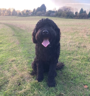 a fluffy dog posing for their dog walkers in harrogate.
