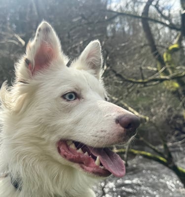 a dog with dog walkers in harrogate