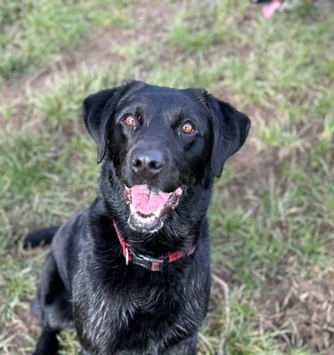 a Labrador having fun with their dog walker in harrogate