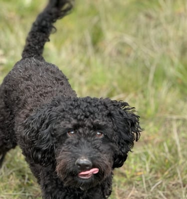 A dog with dog walkers in harrogate