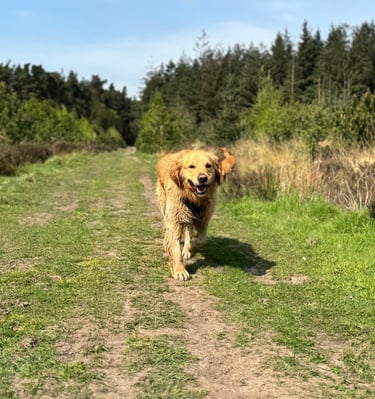 a dog with their dog walker in harrogate walking in a woodland