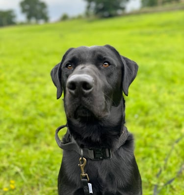 a dog posing for their dog walker in harrogate whilst on a walk in harrogate