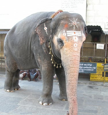 Elephant at Sri Kamakshi Temple India
