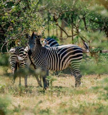 a group of zebras standing in the grass