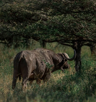 buffalo